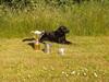 Labrador retriever Høstemark Pixie (Trine)