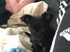 Chihuahua Charlie 