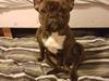 Fransk bulldog Molly