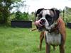 Boxer Benzon