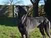 Greyhound Black - Rambo's Hunter (tidligere hund)