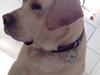 Labrador retriever Timmy Larsen