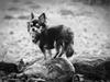 Chihuahua Birkedals' Cleo [ Himmelhund]