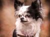 Chihuahua Amy (MooMoo) [ Himmelhund]