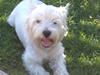 West highland white terrier Bobby