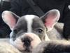 Fransk bulldog Loui 