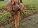 Rhodesian ridgeback Harald