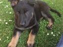 Schæferhund Tobila's Zitta (Zigga)