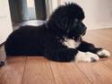 Newfoundlænder Newetta's NobodyPutsBabyInTheCorner