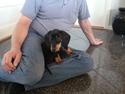 Gravhund Pumba