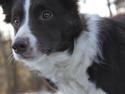 Border collie Pi