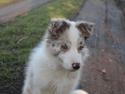 Border collie Low-key