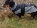 Dværggravhund Rosa