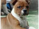 Staffordshire bull terrier * DALTON Jr. *