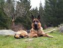 Schæferhund Oz