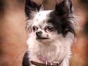 Chihuahua Amy (MooMoo)