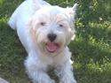 West highland white terrier Bobby