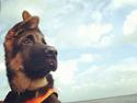 Schæferhund Lester Flokkenlund