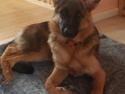 Schæferhund Lina vom St.-Michaels-Berg