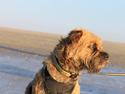 Border terrier Loki