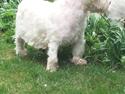 West highland white terrier la gry,s super nova (sally) himmelhund