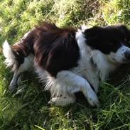 Border collie Taylor