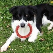 Border collie Taylor