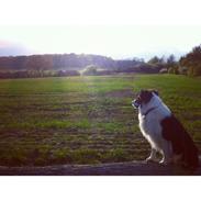 Border collie Taylor