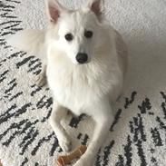 Dansk Spids Bowie
