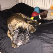 Boxer Kronjyden's Enzo