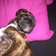 Boxer Kronjyden's Enzo