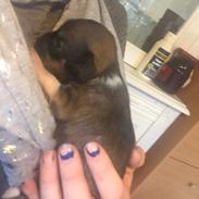 Chinese crested hårløs Diva