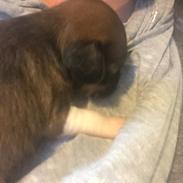 Chinese crested hårløs Diva