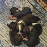 Chinese crested hårløs Diva