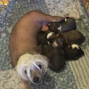 Chinese crested hårløs Diva