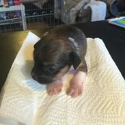 Chinese crested hårløs Diva