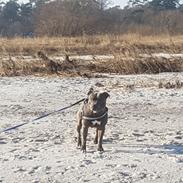 Staffordshire bull terrier Max