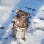 Staffordshire bull terrier Max
