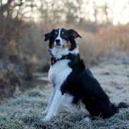 Border collie Onlystar's I Love You Rebel [Bella]