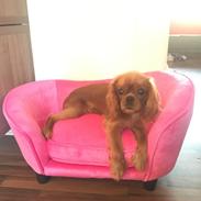 Cavalier king charles spaniel Nala