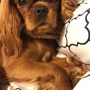 Cavalier king charles spaniel Nala