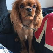 Cavalier king charles spaniel Nala