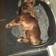 Cavalier king charles spaniel Nala