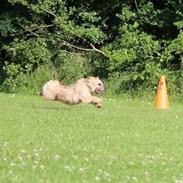 Cairn terrier Jay's Joy's Halle Berry