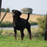 Rottweiler Kali