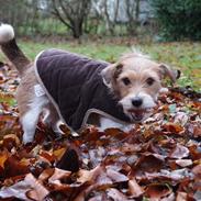 Jack russell terrier Alina