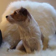 Jack russell terrier Alina