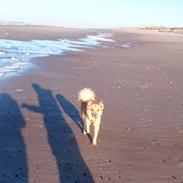 Islandsk fårehund Nemi