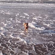 Islandsk fårehund Nemi