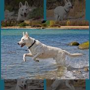 Hvid Schweizisk Hyrdehund BeDaBlanco Crazy Conrad